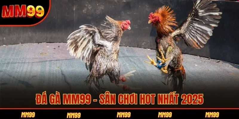 Đá gà MM99 - Sân chơi hot nhất 2025