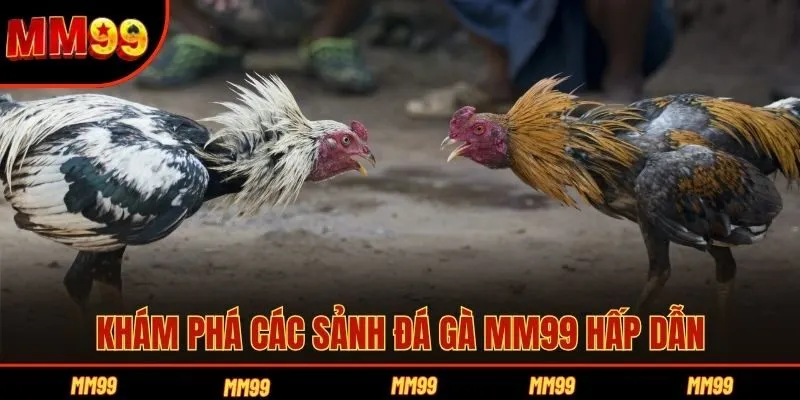 Khám phá các sảnh đá gà MM99 hấp dẫn
